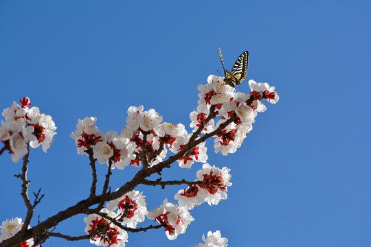 蝶恋花