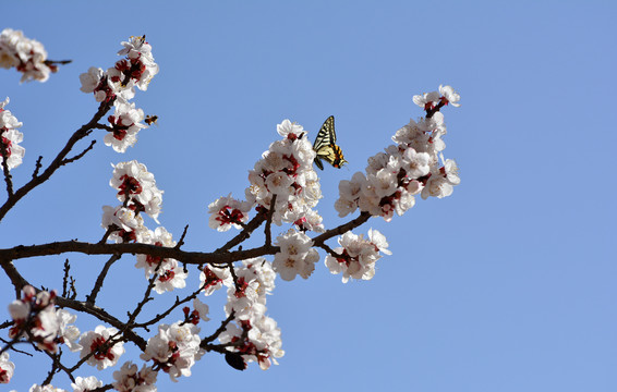 蝶恋花