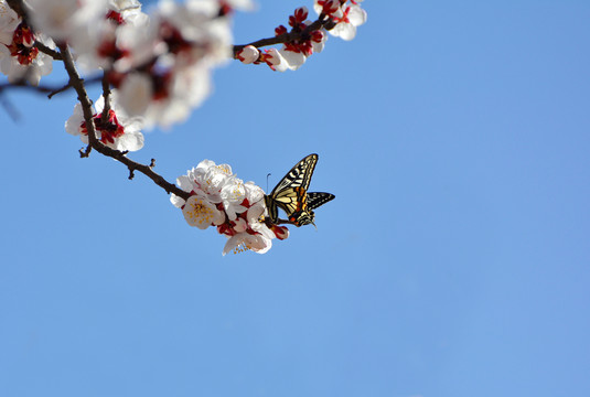 蝶恋花