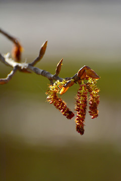 杨树花穗