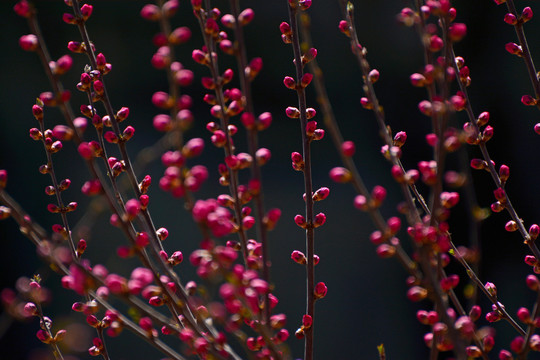 榆叶梅花蕾