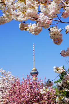 北京春季鲜盛开下的中央电视塔