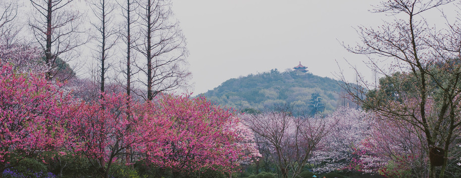 无锡鼋头渚樱花