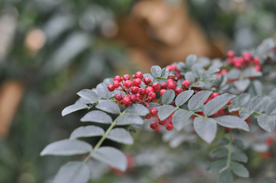 红花椒鲜花椒