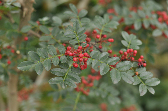 红花椒鲜花椒