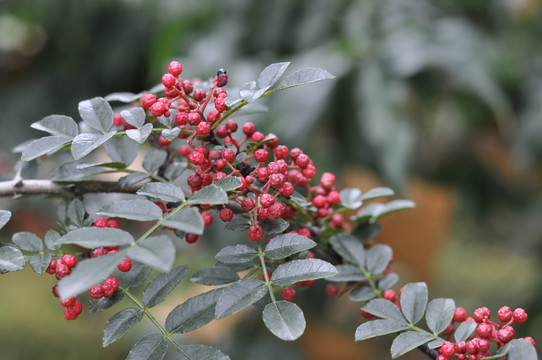 红花椒鲜花椒