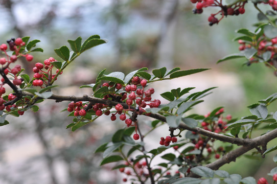 茂汶花椒茂汶大红袍花椒树