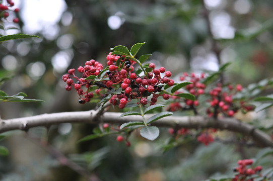 花椒枝花椒树鲜花椒