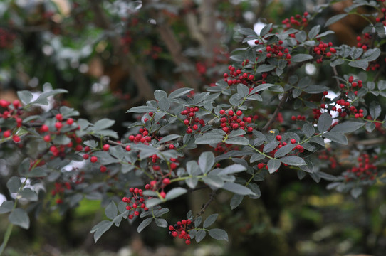 汉源贡椒红花椒花椒枝