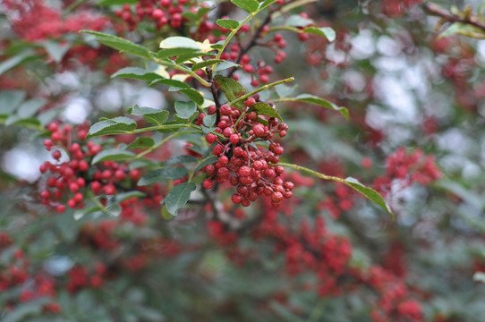 花椒树红花椒大红袍花椒