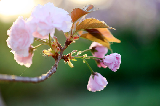 樱花