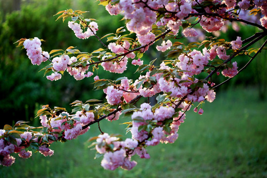 樱花