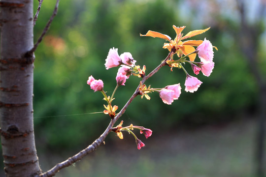 樱花