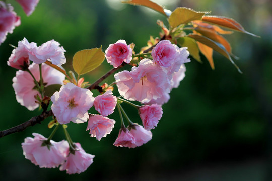 樱花