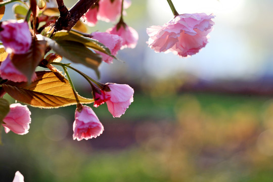 樱花