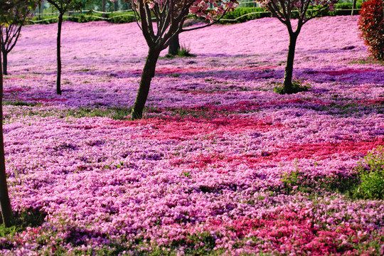 芝樱花开