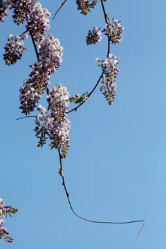 紫藤花