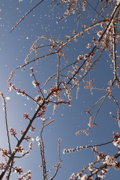 春天蓝天杏树杏花开了