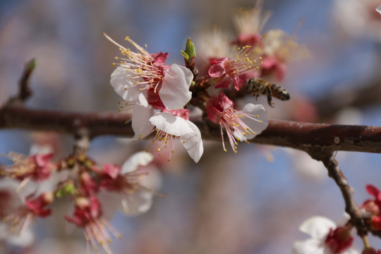 春天蜜蜂采蜜杏花开