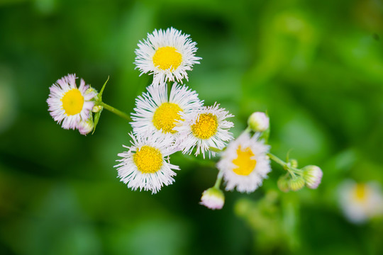 白色菊花