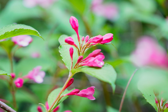 红王子锦带花