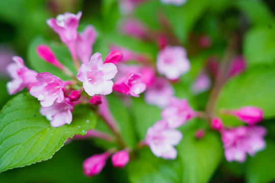 锦带花