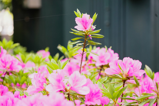 杜鹃花枝