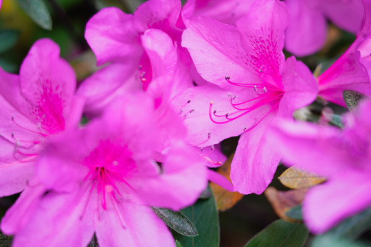 杜鹃花蕊