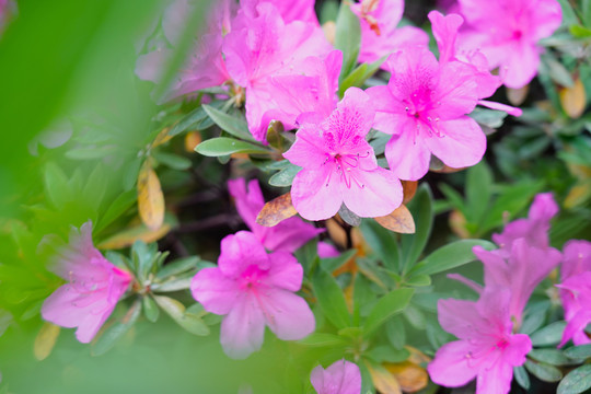 杜鹃花丛