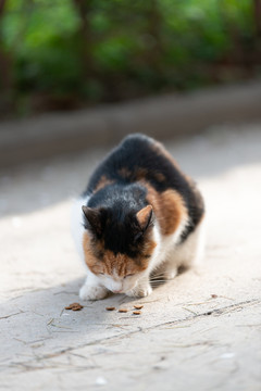 流浪猫