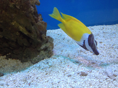 上海海洋水族馆