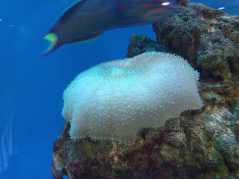 上海海洋水族馆