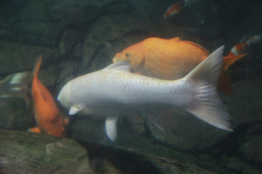 上海海洋水族馆