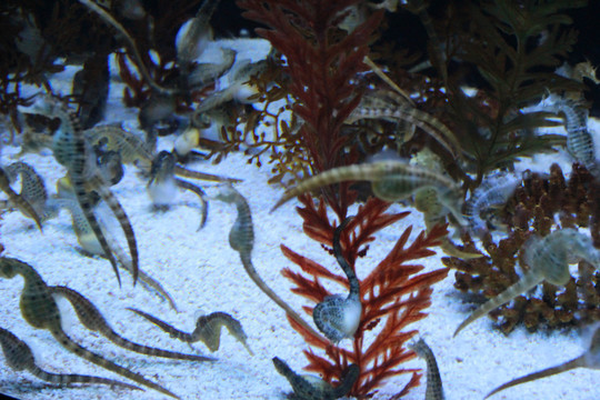 上海海洋水族馆