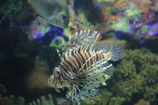 上海海洋水族馆