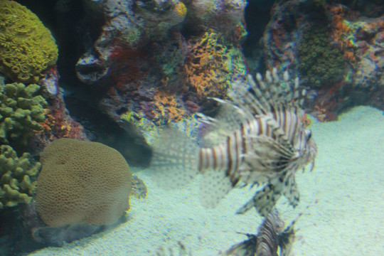 上海海洋水族馆