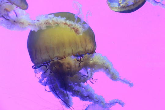 上海海洋水族馆