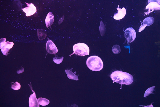 上海海洋水族馆