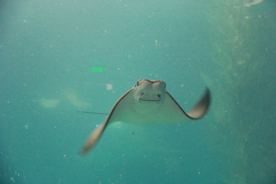 上海海洋水族馆