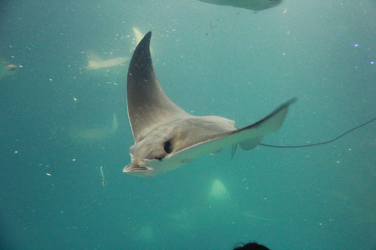 上海海洋水族馆