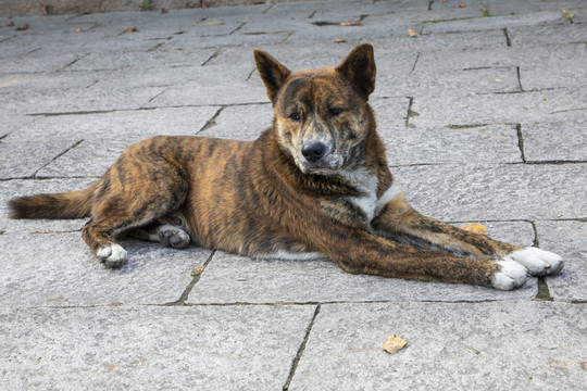 中华名犬虎斑犬