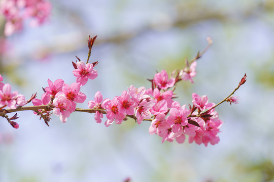 粉色梅花