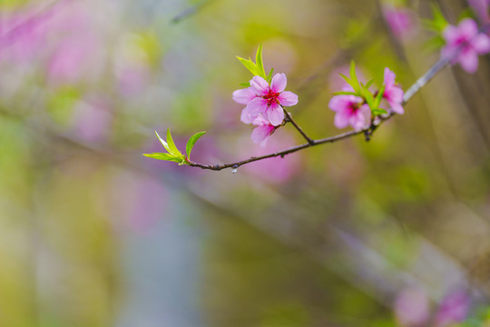 粉色梅花