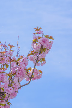 樱花背景