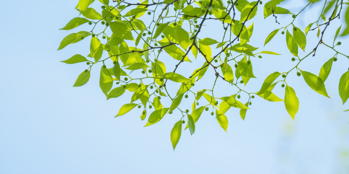 绿叶天空