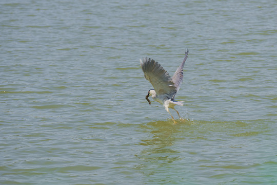 一只夜鹭鸟在湖上飞行