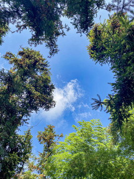 仰拍天空树荫树林