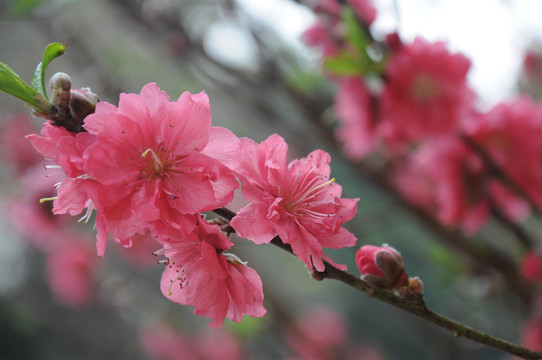 碧桃花