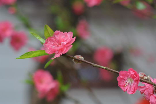 碧桃花