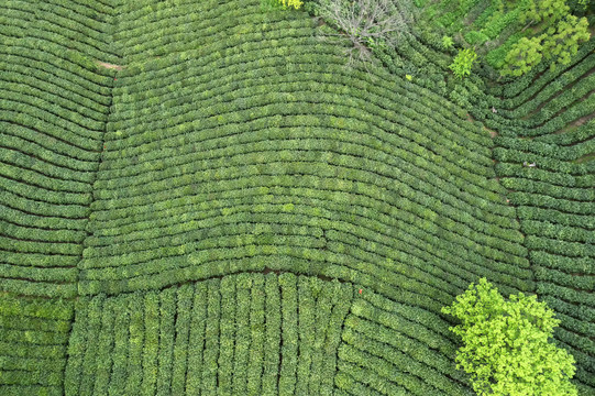 鸟瞰茶田茶园图片